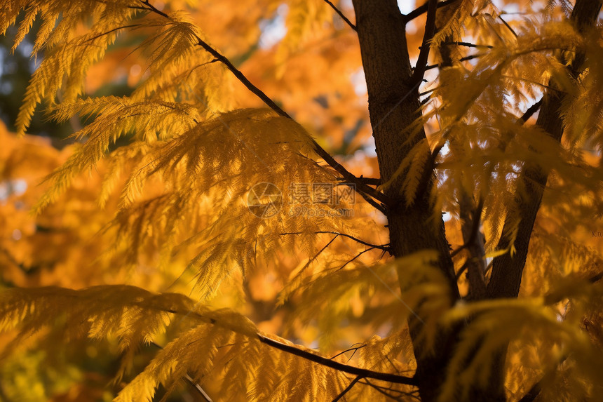 金色的水杉树叶图片