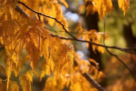 金色的梳子杉树叶图片