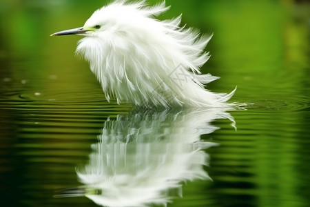 白色羽毛鸟背景图片