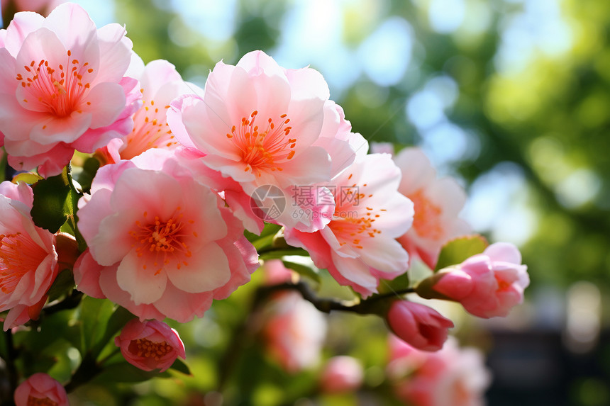 花园中盛开的美丽樱花图片