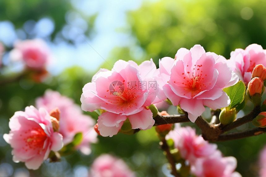 春天花园中盛开的樱花图片