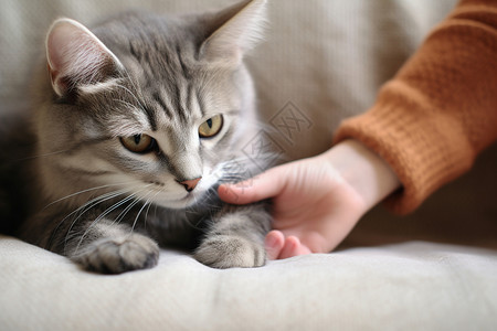 宠物与人与人友好相处的猫咪背景