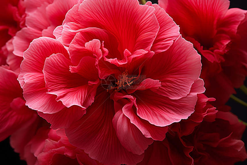 户外盛开的美丽红花图片