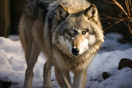 野生的孤狼捕猎高清图片素材