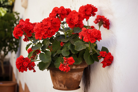 一盆红色花一盆美丽的红色花朵背景