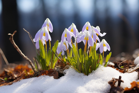 雪地里上开的花图片