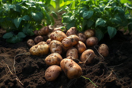 农田里的土豆背景图片