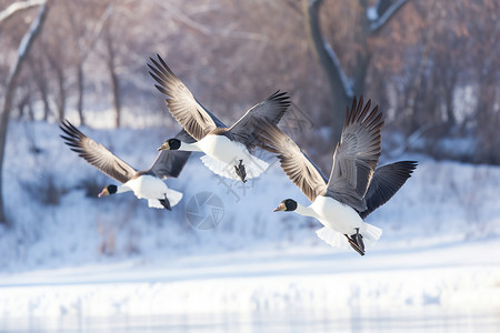 展翅飞翔的野生黑雁雪景高清图片素材