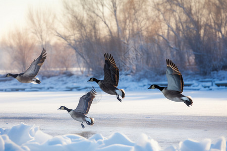 冬季池塘边的野生黑雁图片素材