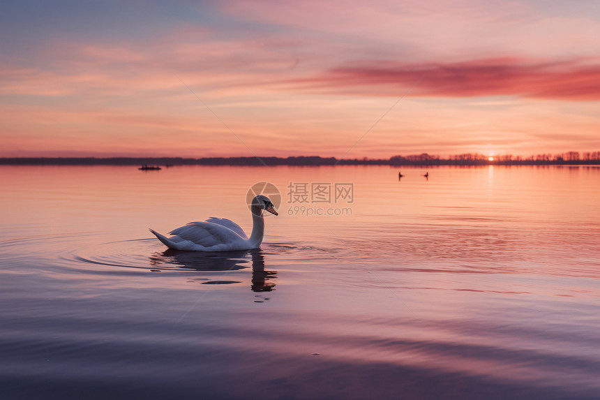 湖泊中美丽的白天鹅图片