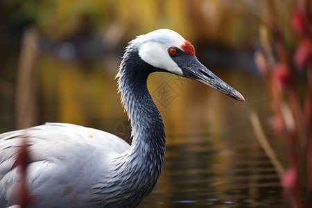 野生的鸟类自然白枕鹤高清图片