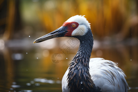 里的野生鸟类池塘高清图片素材