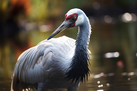 湖泊里的白枕鹤动物高清图片素材