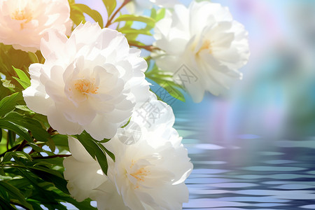 白色的茉莉花朵图片