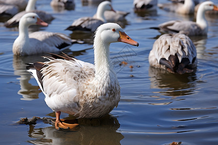 湖中的白鸭动物高清图片素材