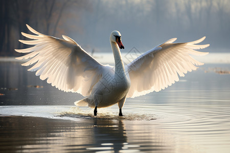 展开翅膀的白天鹅高清图片