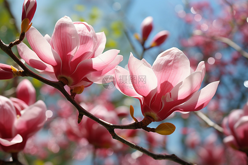 盛开的粉色木兰花图片