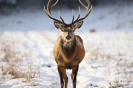 外出觅食的小鹿冬天高清图片素材