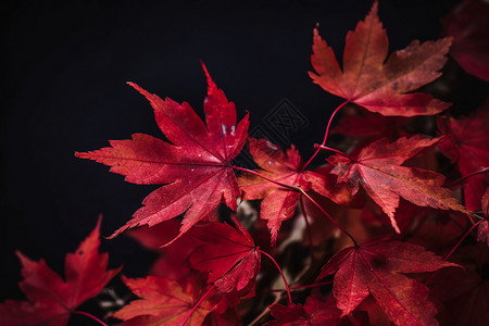 秋天的枫树树叶图片