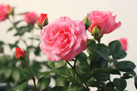 花园中的玫瑰背景图片