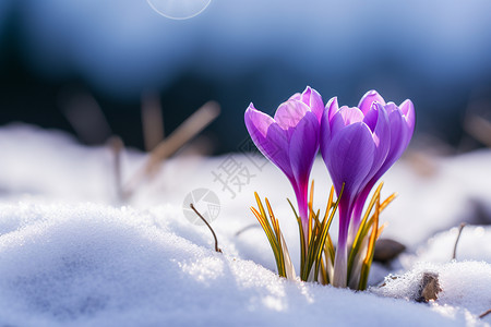 春天番红花雪地中盛开的花背景