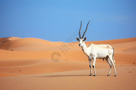 沙漠巨角羊沙漠中的野生动物背景