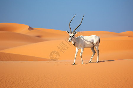 沙漠巨角羊沙漠中的羚羊背景