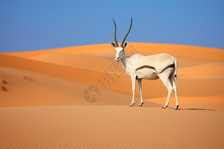 沙漠巨角羊沙漠中的动物背景