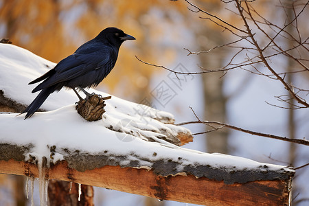 屋顶上的黑鸟冬天高清图片素材