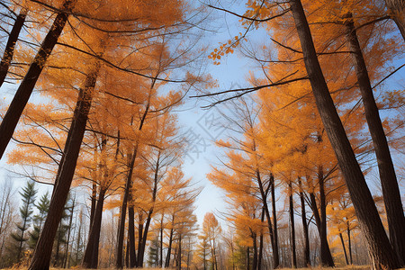 秋天的树林景观图片