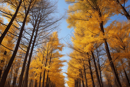 秋天的公园树林图片