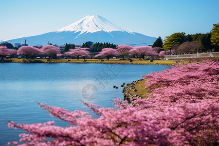 富士山的樱花背景图片