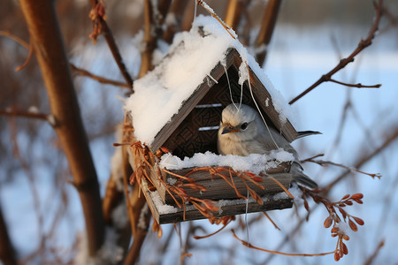 冬季觅食的小鸟雪天树枝上的鸟窝背景