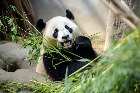 吃竹子的可爱大熊猫图片