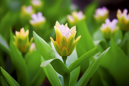 郁金香花开花图片