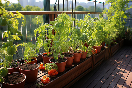 楼顶花园的番茄栽培图片