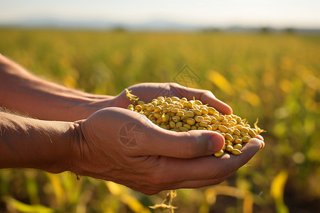 农田里成熟的大豆作物背景图片