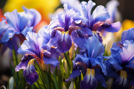 鲜花盛放紫色鸢尾高清图片