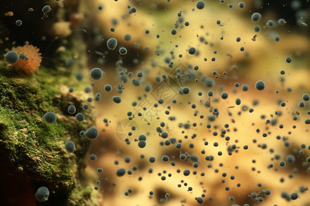 微生物霉菌地下室发霉的高清图片