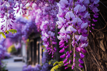 紫色花海鲜花藤蔓高清图片