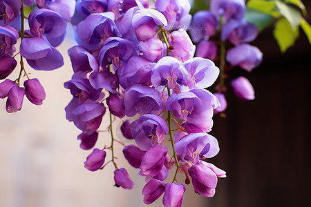 精致花朵藤蔓紫色的花朵背景
