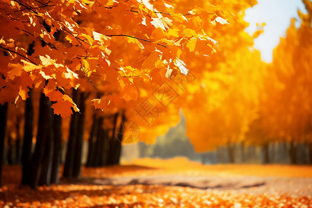 秋天的黄叶遍地图片