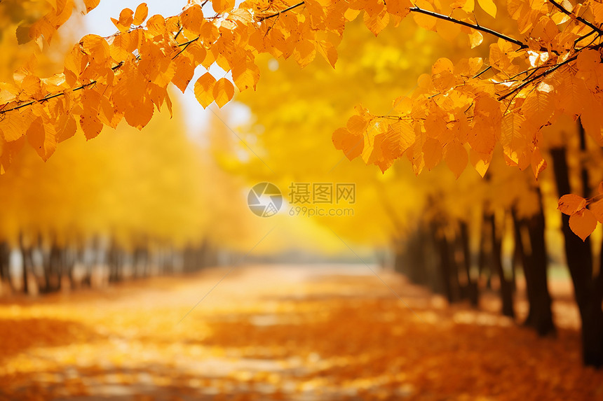 秋日公园的美丽景色图片