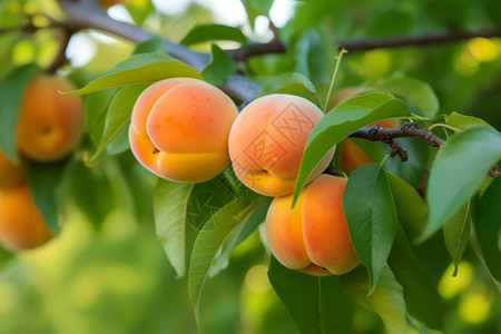 杏树上有很多成熟的杏子高清图片