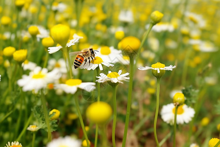 花朵上有一只蜜蜂背景图片