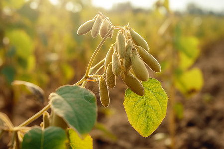 大豆植物大豆叶子高清图片