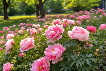 牡丹风景牡丹开花背景