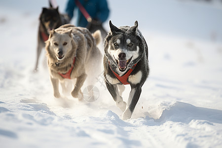 冬天拉雪橇的狗图片