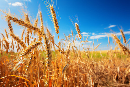 收获的小麦背景图片