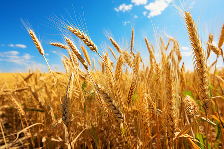 土地里的小麦作物背景